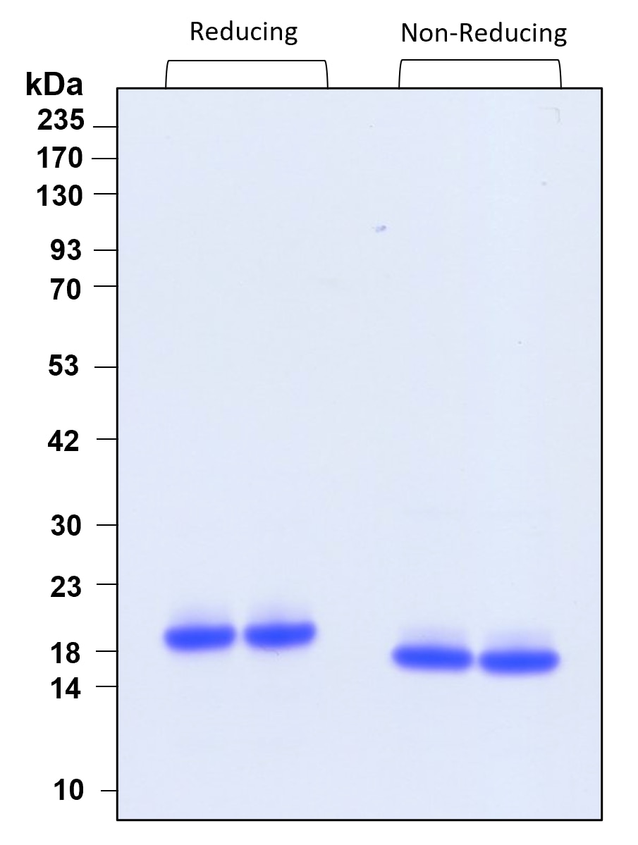 Purity of GMP recombinant human IL-10 was determined by SDS- polyacrylamide gel electrophoresis. The protein was resolved in an SDS- polyacrylamide gel in reducing and non-reducing conditions and stained using Coomassie blue.