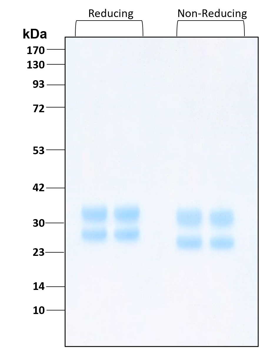 Purity of recombinant human IL-29 was determined by SDS- polyacrylamide gel electrophoresis. The protein was resolved in an SDS- polyacrylamide gel in reducing and non-reducing conditions and stained using Coomassie blue.