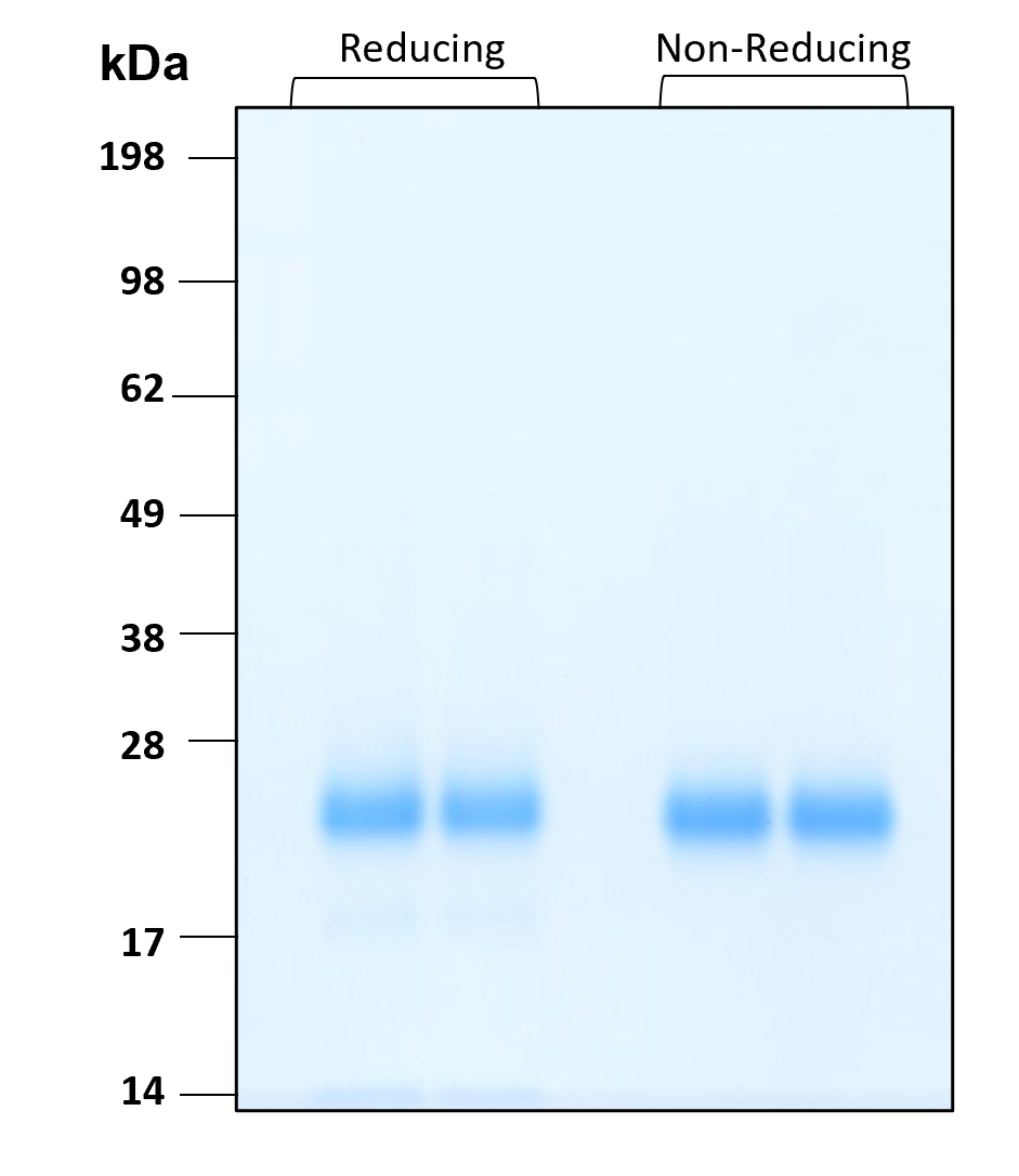 Purity of recombinant human Pro-IGF-II was determined by SDS- polyacrylamide gel electrophoresis. The protein was resolved in an SDS- polyacrylamide gel in reducing and non-reducing conditions and stained using Coomassie blue.