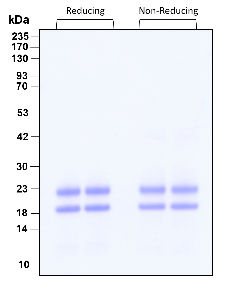 Purity of recombinant human IL-1 beta was determined by SDS- polyacrylamide gel electrophoresis. The protein was resolved in an SDS- polyacrylamide gel in reducing and non-reducing conditions and stained using Coomassie blue.