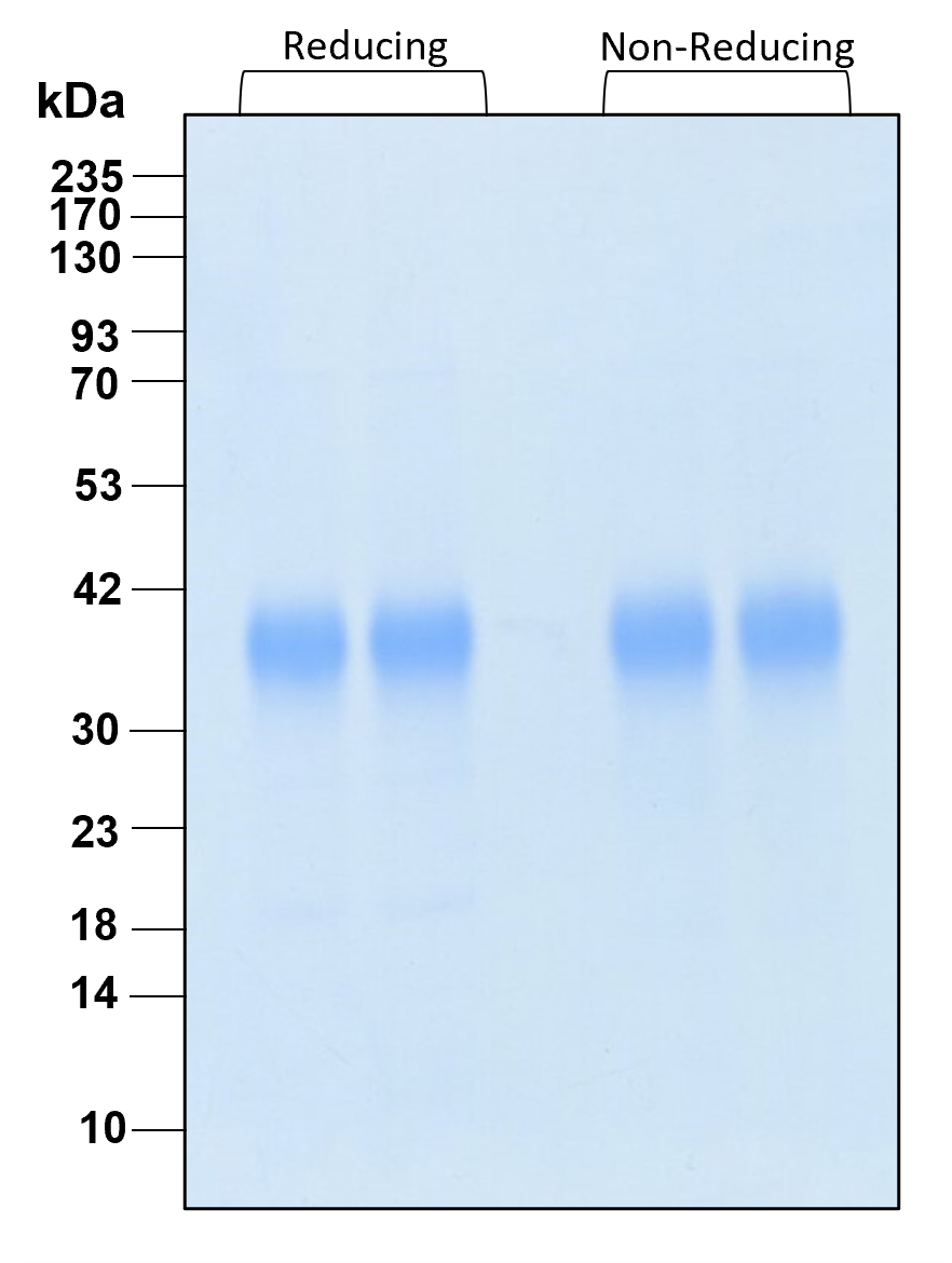 Purity of recombinant human EPO was determined by SDS- polyacrylamide gel electrophoresis. The protein was resolved in an SDS- polyacrylamide gel in reducing and non-reducing conditions and stained using Coomassie blue.