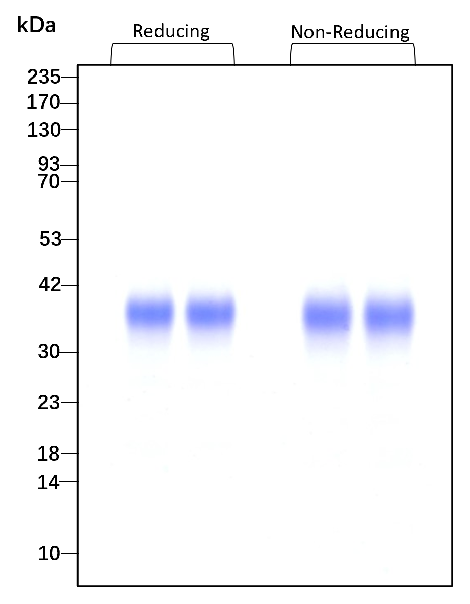Purity of GMP-grade recombinant human EPO was determined by SDS- polyacrylamide gel electrophoresis. The protein was resolved in an SDS- polyacrylamide gel in reducing and non-reducing conditions and stained using Coomassie blue.
