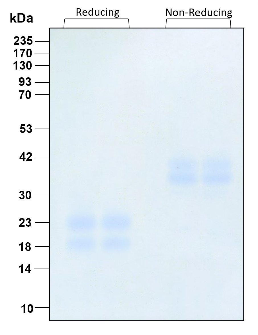 Purity of recombinant human M-CSF was determined by SDS- polyacrylamide gel electrophoresis. The protein was resolved in an SDS- polyacrylamide gel in reducing and non-reducing conditions and stained using Coomassie blue.