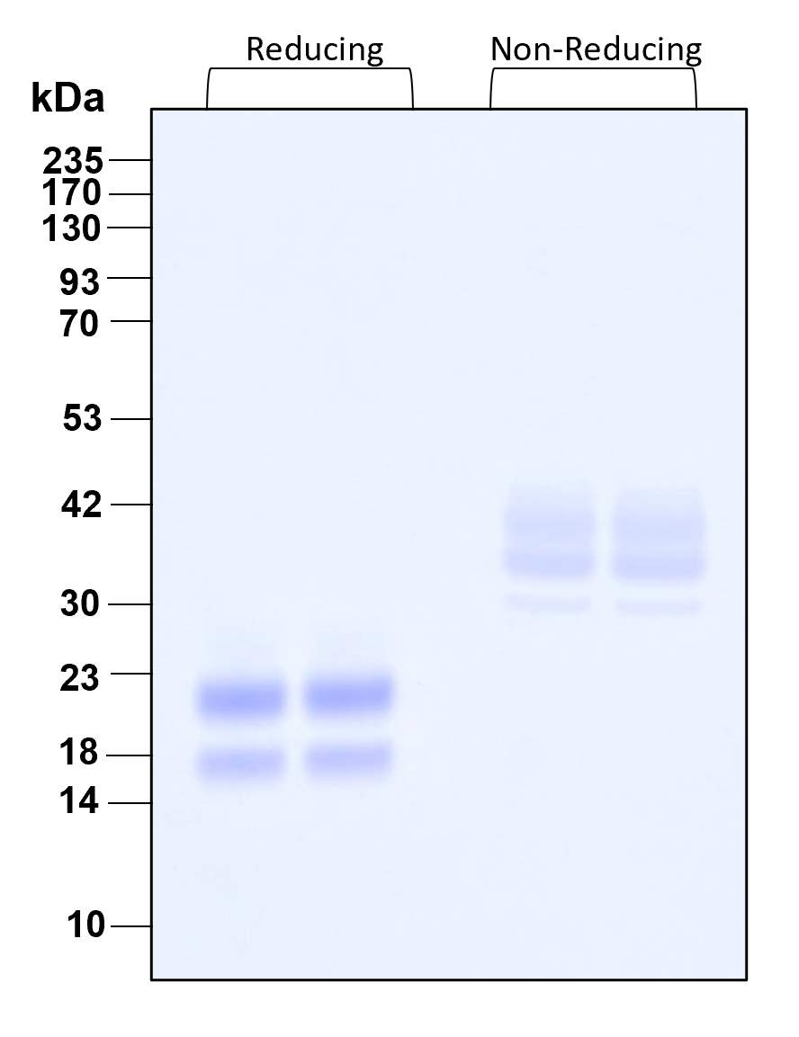 Purity of recombinant human M-CSF was determined by SDS- polyacrylamide gel electrophoresis. The protein was resolved in an SDS- polyacrylamide gel in reducing and non-reducing conditions and stained using Coomassie blue.