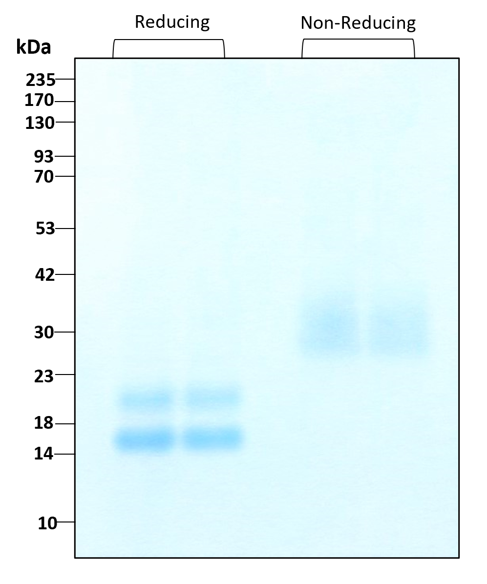 Purity of recombinant human VEGF121 was determined by SDS- polyacrylamide gel electrophoresis. The protein was resolved in an SDS- polyacrylamide gel in reducing and non-reducing conditions and stained using Coomassie blue.