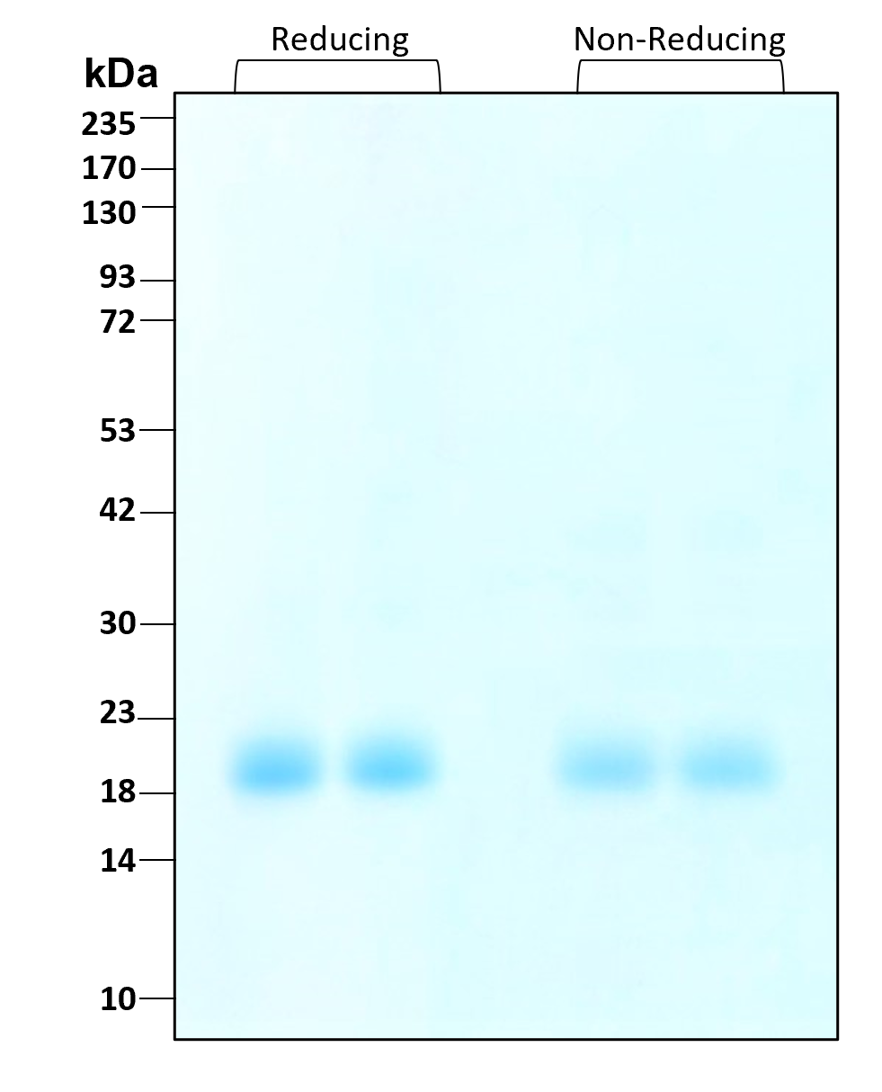 Purity of GMP-grade recombinant human G-CSF was determined by SDS- polyacrylamide gel electrophoresis. The protein was resolved in an SDS- polyacrylamide gel in reducing and non-reducing conditions and stained using Coomassie blue.