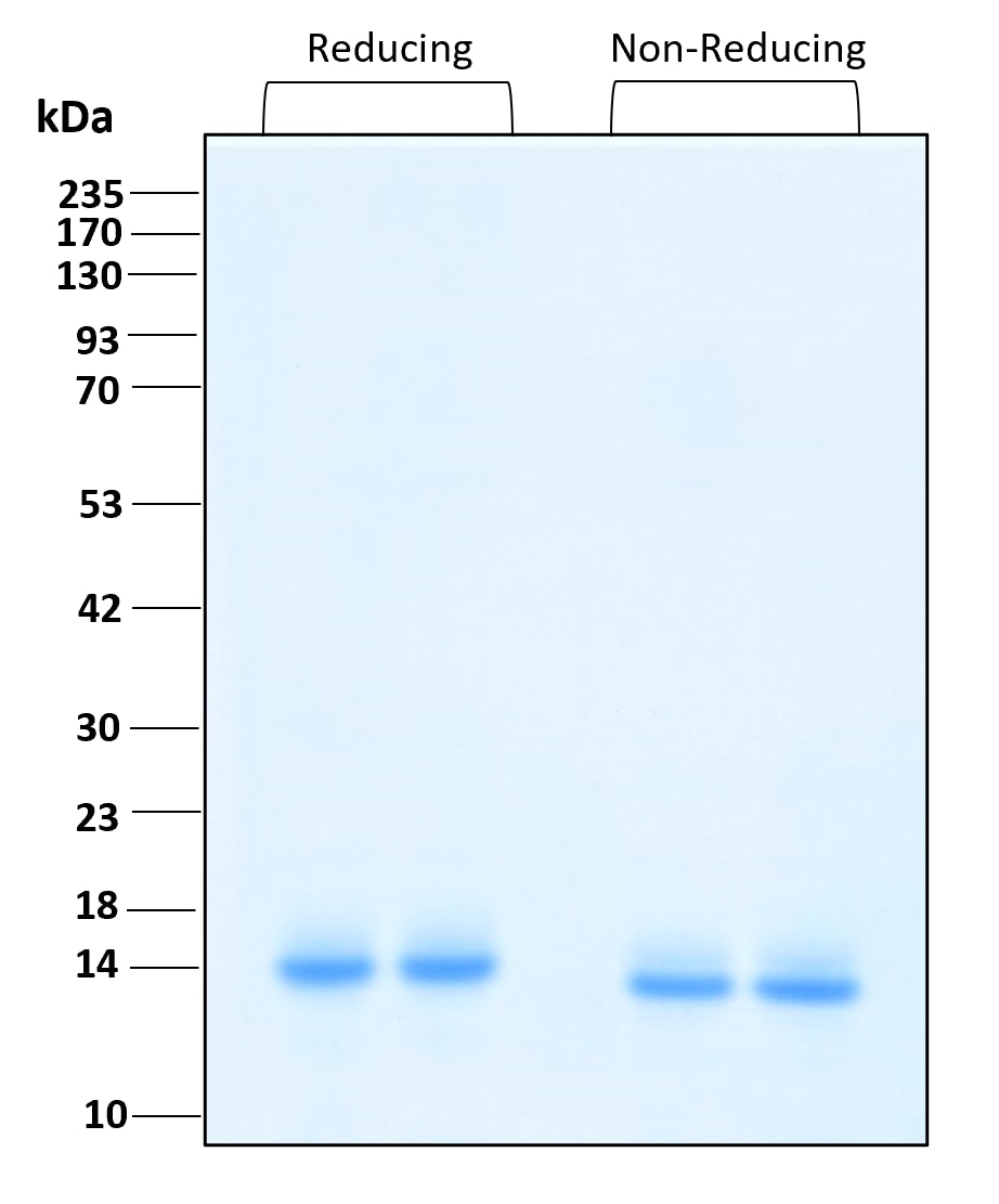 Purity of recombinant human Cystatin C was determined by SDS- polyacrylamide gel electrophoresis. The protein was resolved in an SDS- polyacrylamide gel in reducing and non-reducing conditions and stained using Coomassie blue.
