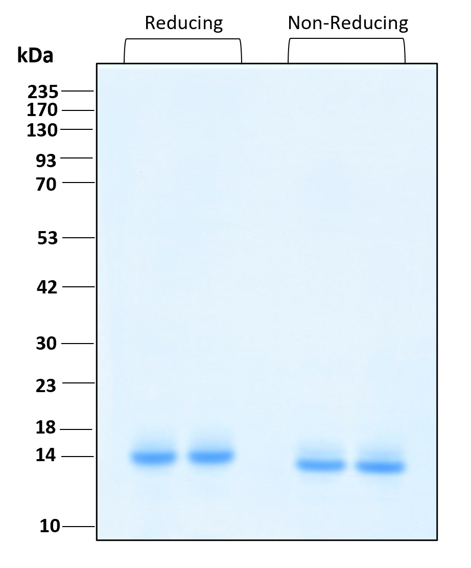 Purity of recombinant human Cystatin C was determined by SDS- polyacrylamide gel electrophoresis. The protein was resolved in an SDS- polyacrylamide gel in reducing and non-reducing conditions and stained using Coomassie blue.
