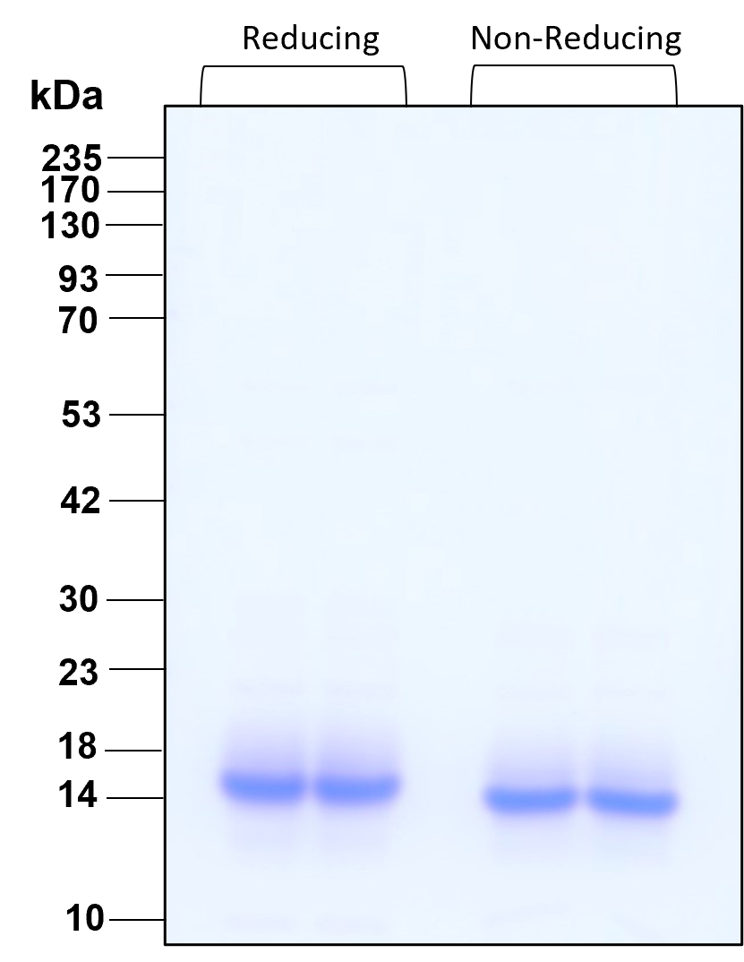 Purity of GMP recombinant human Cystatin C was determined by SDS- polyacrylamide gel electrophoresis. The protein was resolved in an SDS- polyacrylamide gel in reducing and non-reducing conditions and stained using Coomassie blue.