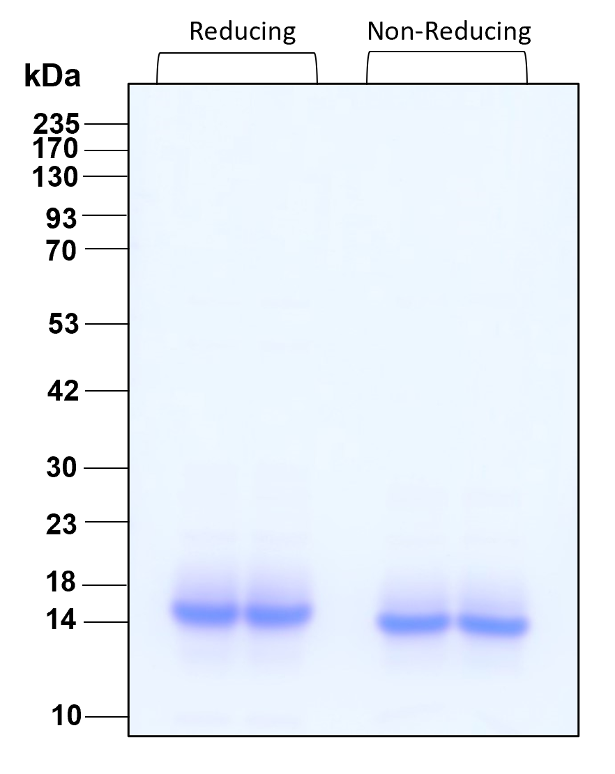 Purity of GMP recombinant human Cystatin C was determined by SDS- polyacrylamide gel electrophoresis. The protein was resolved in an SDS- polyacrylamide gel in reducing and non-reducing conditions and stained using Coomassie blue.
