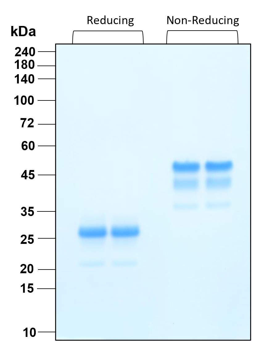 Purity of recombinant human PDGFaa was determined by SDS- polyacrylamide gel electrophoresis. The protein was resolved in an SDS- polyacrylamide gel in reducing and non-reducing conditions and stained using Coomassie blue.