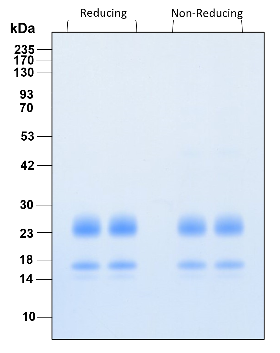 Purity of recombinant human FGF-4 was determined by SDS- polyacrylamide gel electrophoresis. The protein was resolved in an SDS- polyacrylamide gel in reducing and non-reducing conditions and stained using Coomassie blue.
