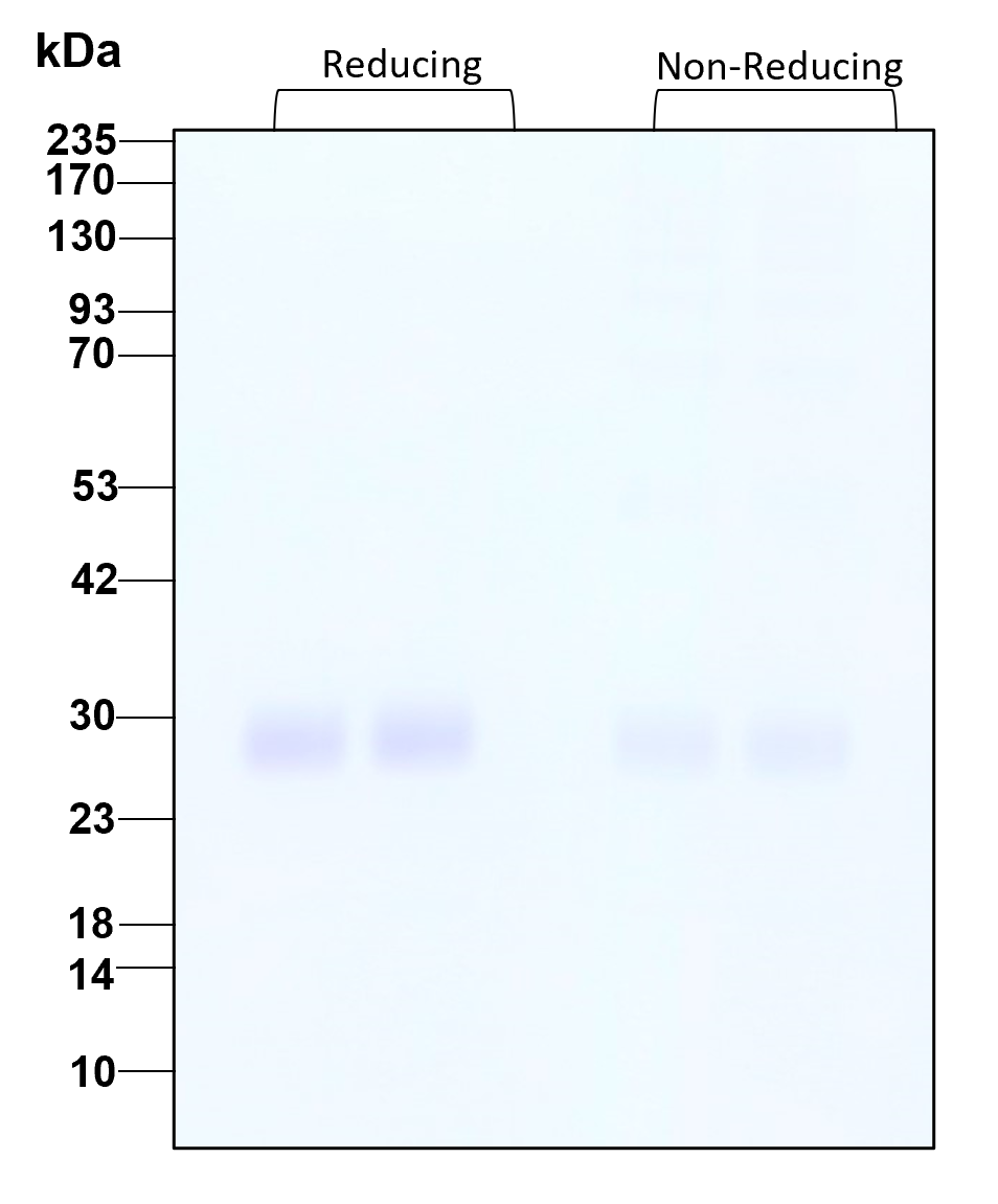 Purity of recombinant human FGF-4 was determined by SDS- polyacrylamide gel electrophoresis. The protein was resolved in an SDS- polyacrylamide gel in reducing and non-reducing conditions and stained using Coomassie blue.