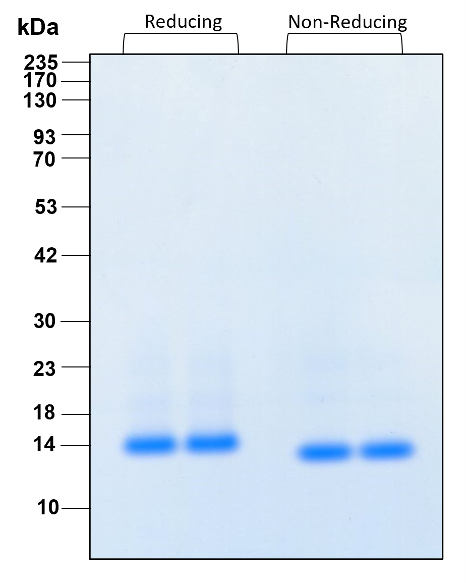 Purity of recombinant human beta NGF was determined by SDS- polyacrylamide gel electrophoresis. The protein was resolved in an SDS- polyacrylamide gel in reducing and non-reducing conditions and stained using Coomassie blue.