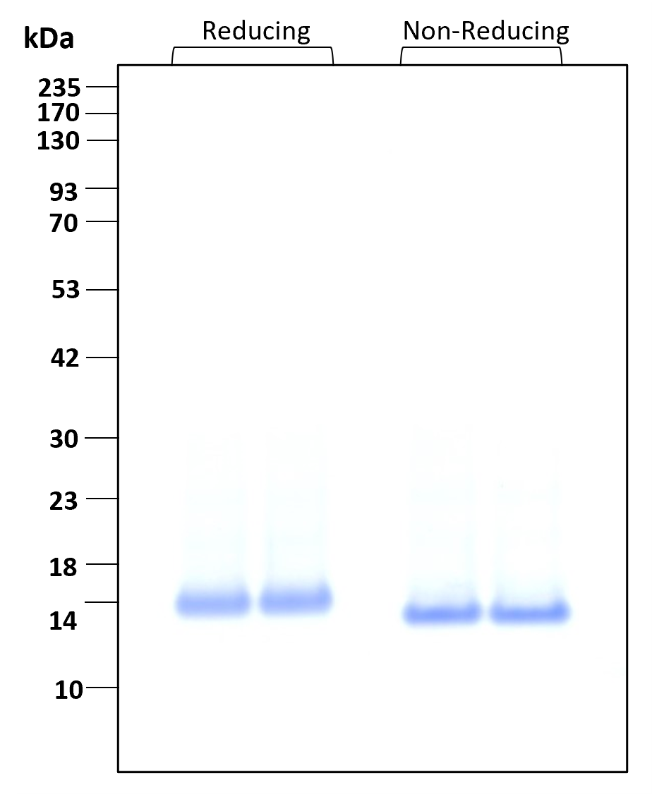 Purity of recombinant human beta NGF was determined by SDS- polyacrylamide gel electrophoresis. The protein was resolved in an SDS- polyacrylamide gel in reducing and non-reducing conditions and stained using Coomassie blue.

