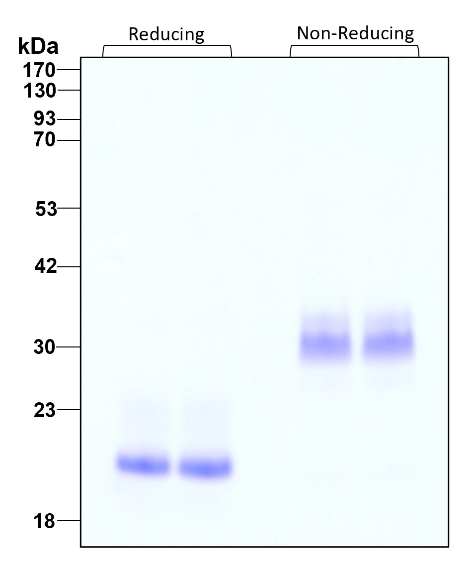 Purity of recombinant human BMP-7 was determined by SDS- polyacrylamide gel electrophoresis. The protein was resolved in an SDS- polyacrylamide gel in reducing and non-reducing conditions and stained using Coomassie blue.

