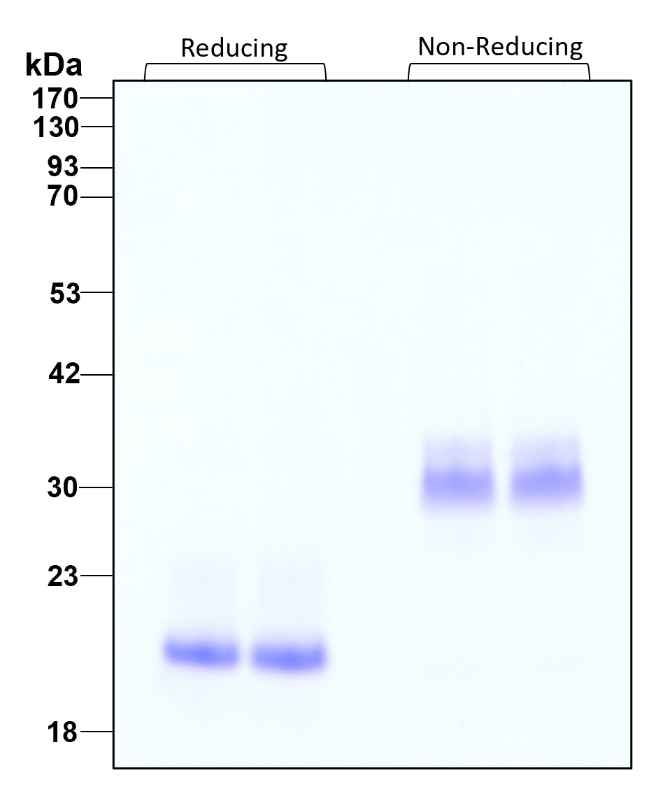 Purity of recombinant human BMP-7 was determined by SDS- polyacrylamide gel electrophoresis. The protein was resolved in an SDS- polyacrylamide gel in reducing and non-reducing conditions and stained using Coomassie blue.

