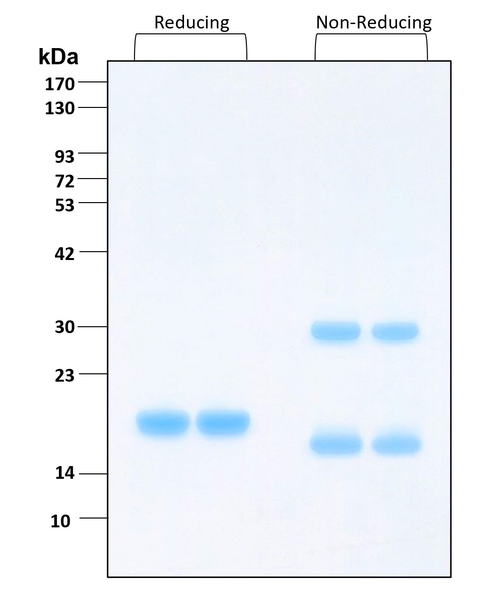 Purity of recombinant human IL-28A was determined by SDS- polyacrylamide gel electrophoresis. The protein was resolved in an SDS- polyacrylamide gel in reducing and non-reducing conditions and stained using Coomassie blue.