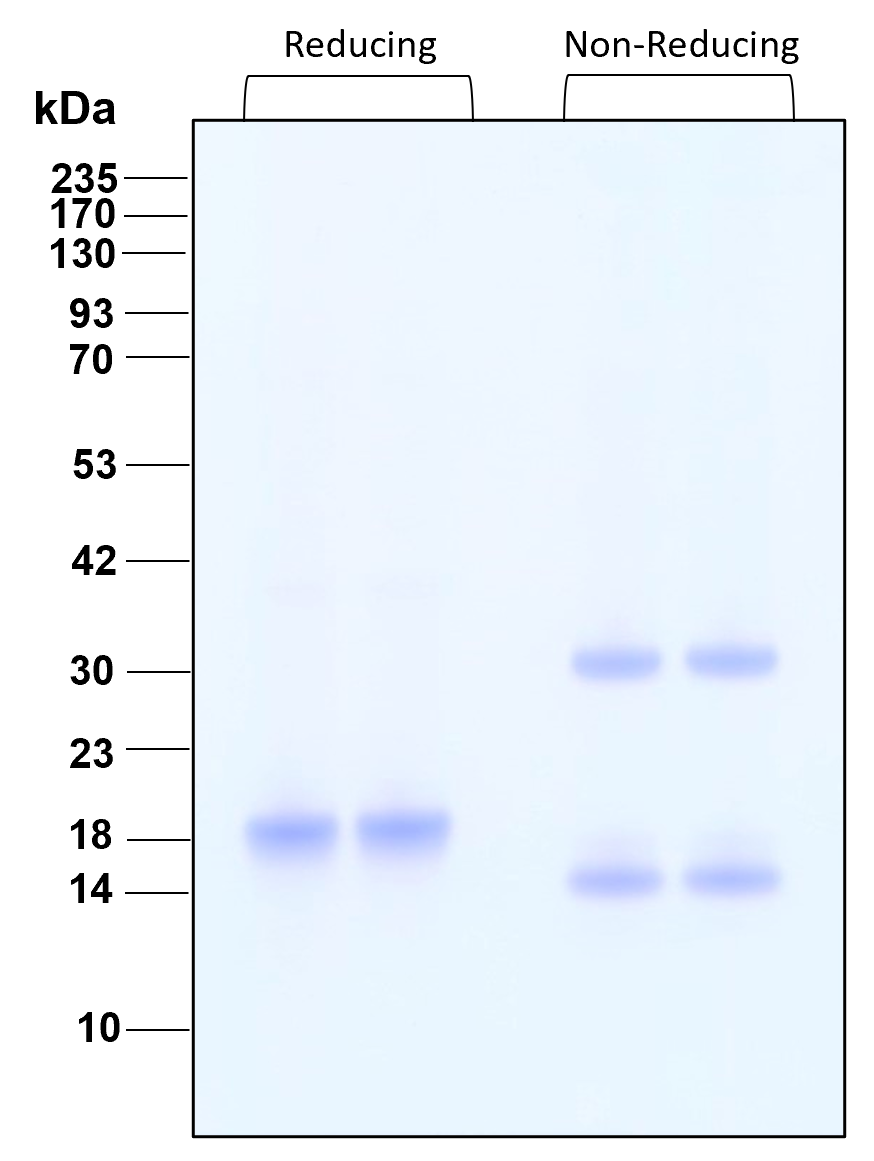 Purity of recombinant human IL-28A was determined by SDS- polyacrylamide gel electrophoresis. The protein was resolved in an SDS- polyacrylamide gel in reducing and non-reducing conditions and stained using Coomassie blue.