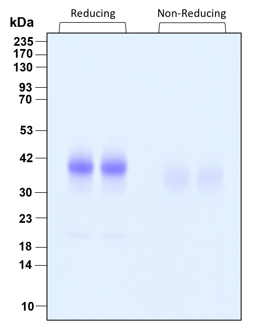 Purity of recombinant human IL-9 was determined by SDS- polyacrylamide gel electrophoresis. The protein was resolved in an SDS- polyacrylamide gel in reducing and non-reducing conditions and stained using Coomassie blue