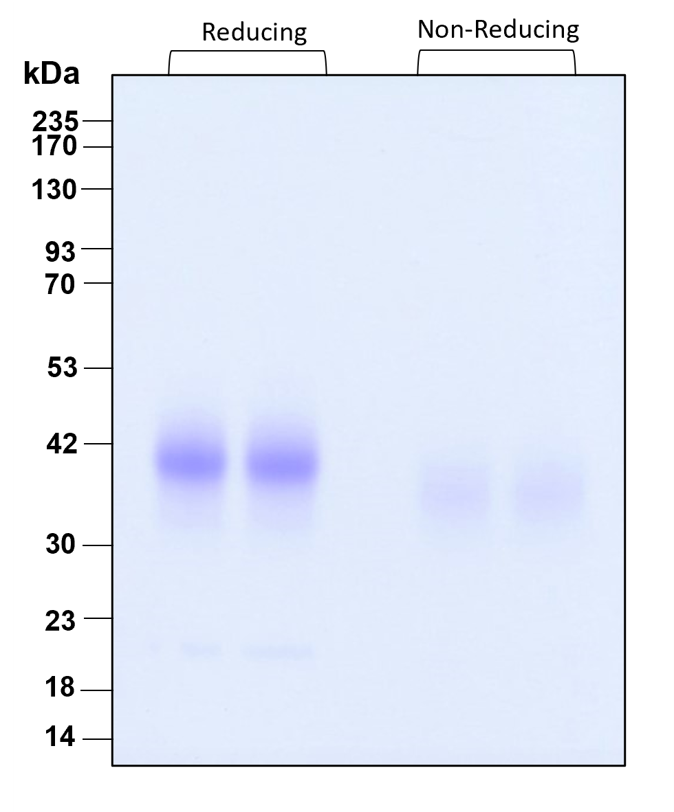 Purity of recombinant human IL-9 was determined by SDS- polyacrylamide gel electrophoresis. The protein was resolved in an SDS- polyacrylamide gel in reducing and non-reducing conditions and stained using Coomassie blue.