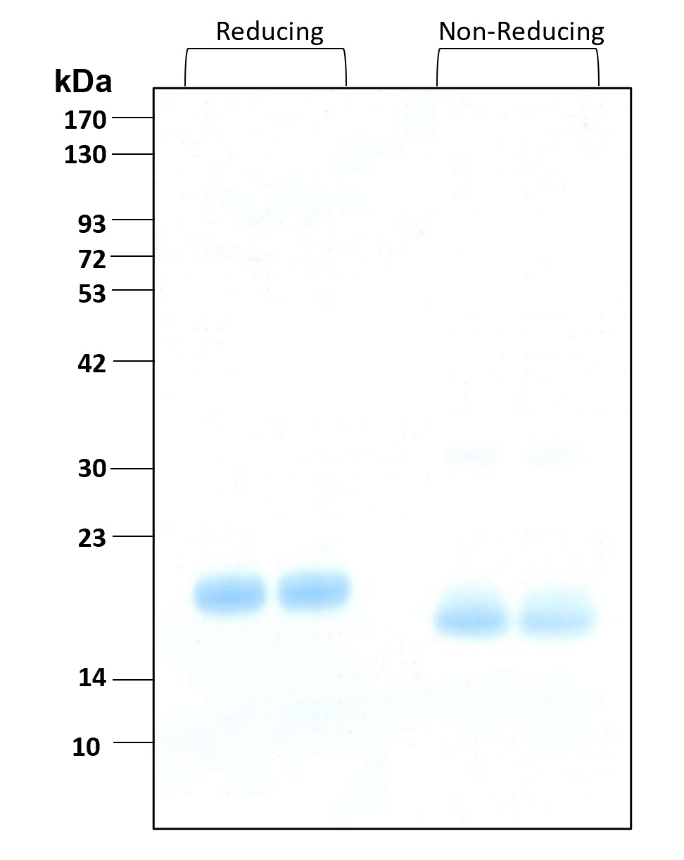 Purity of recombinant human IL-28B was determined by SDS- polyacrylamide gel electrophoresis. The protein was resolved in an SDS- polyacrylamide gel in reducing and non-reducing conditions and stained using Coomassie blue.