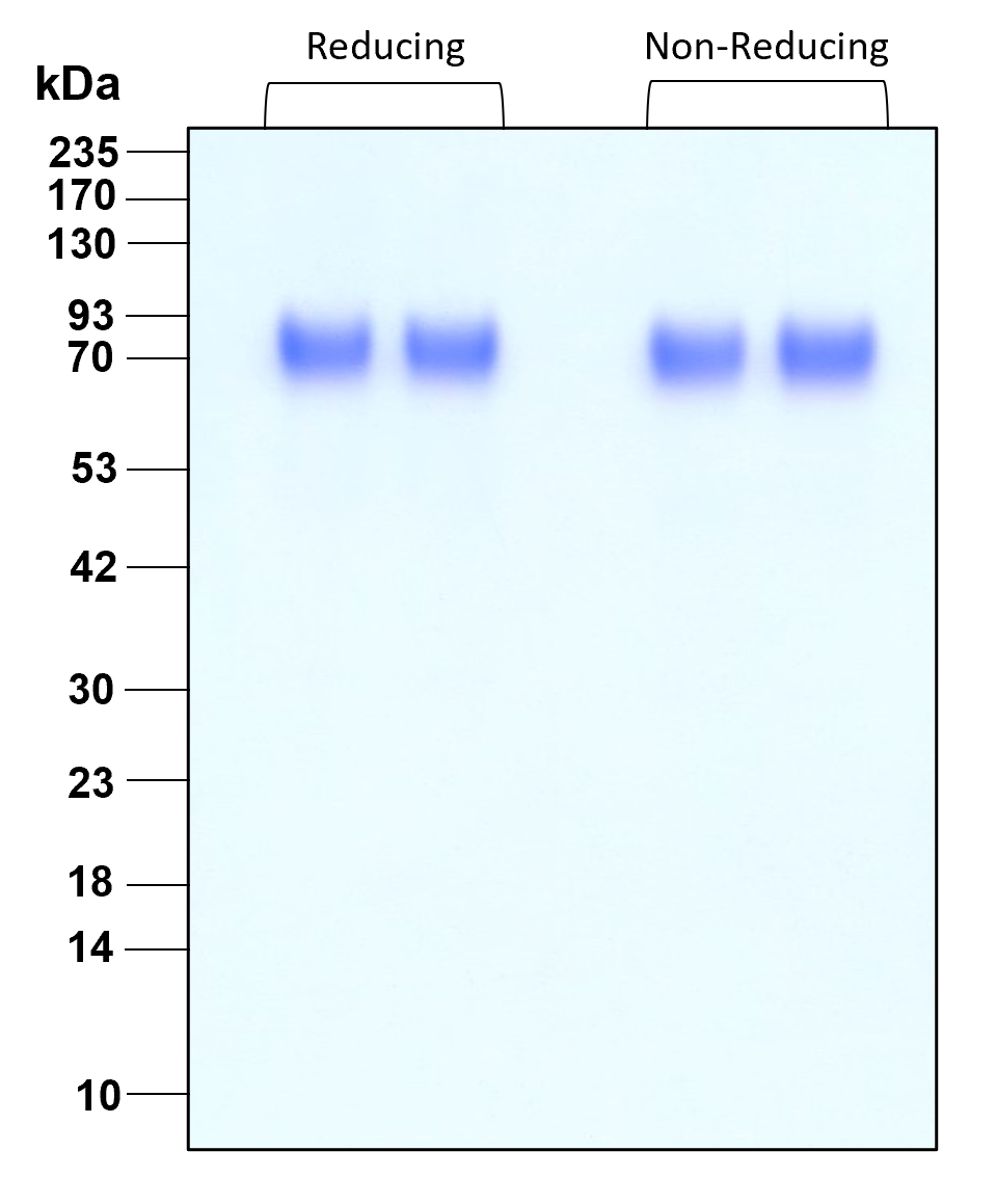 Purity of recombinant human TPO was determined by SDS- polyacrylamide gel electrophoresis. The protein was resolved in an SDS- polyacrylamide gel in reducing and non-reducing conditions and stained using Coomassie blue.