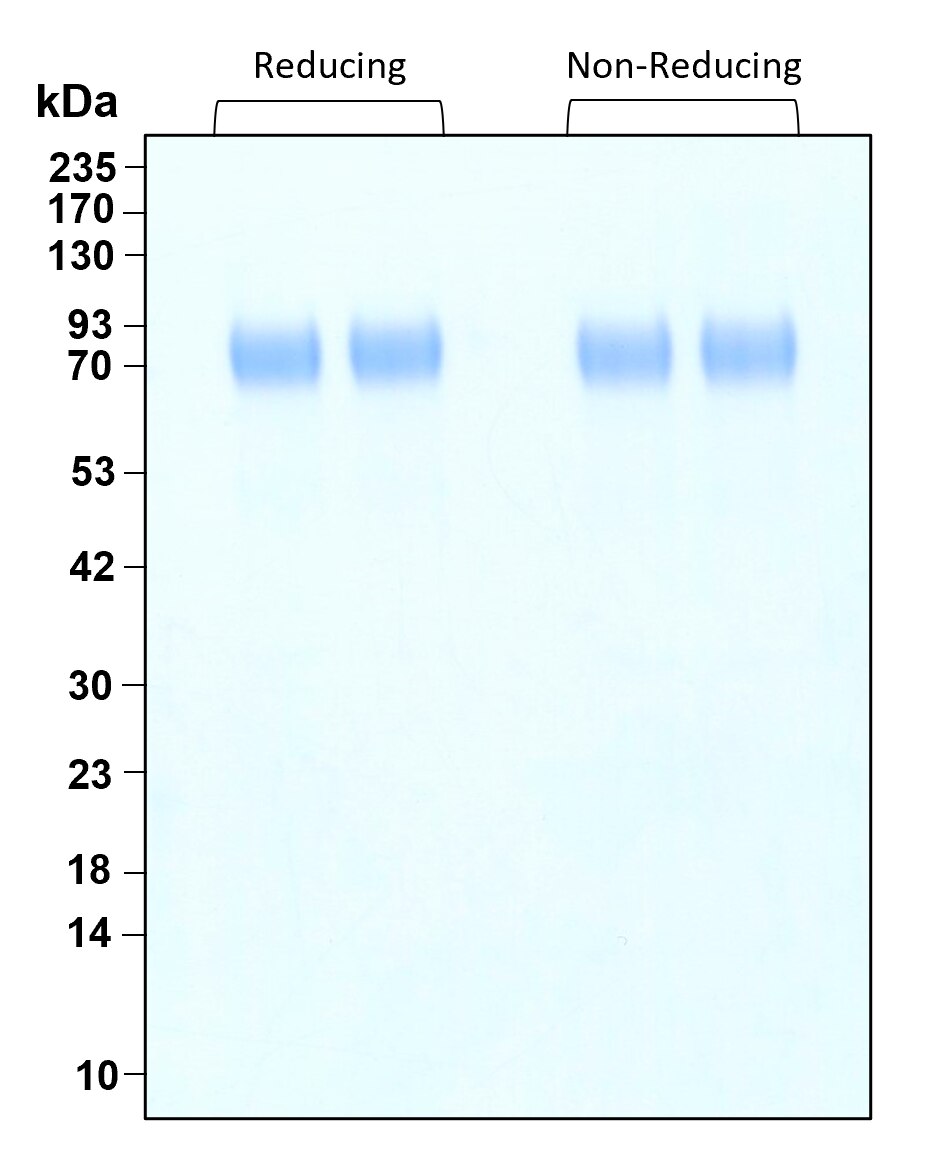 Purity of GMP-grade recombinant human TPO was determined by SDS- polyacrylamide gel electrophoresis. The protein was resolved in an SDS- polyacrylamide gel in reducing and non-reducing conditions and stained using Coomassie blue.



