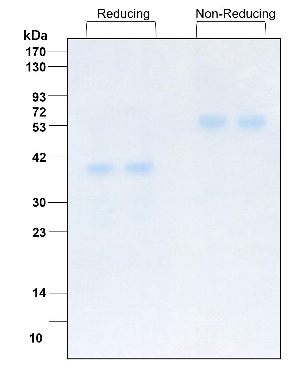 Purity of recombinant human IL-12 was determined by SDS- polyacrylamide gel electrophoresis. The protein was resolved in an SDS- polyacrylamide gel in reducing and non-reducing conditions and stained using Coomassie blue.