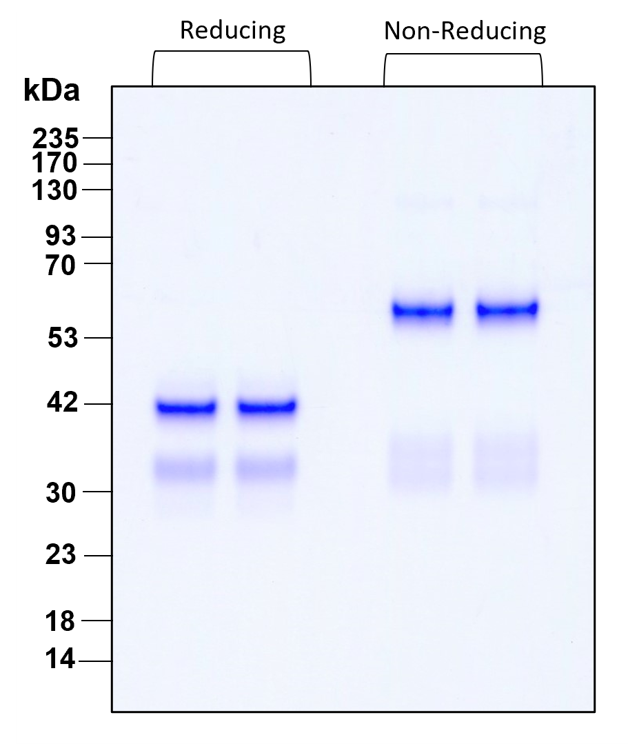 Purity of recombinant human IL-12 was determined by SDS- polyacrylamide gel electrophoresis. The protein was resolved in an SDS- polyacrylamide gel in reducing and non-reducing conditions and stained using Coomassie blue.