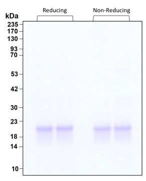 Purity of recombinant human PTN was determined by SDS- polyacrylamide gel electrophoresis. The protein was resolved in an SDS- polyacrylamide gel in reducing and non-reducing conditions and stained using Coomassie blue.