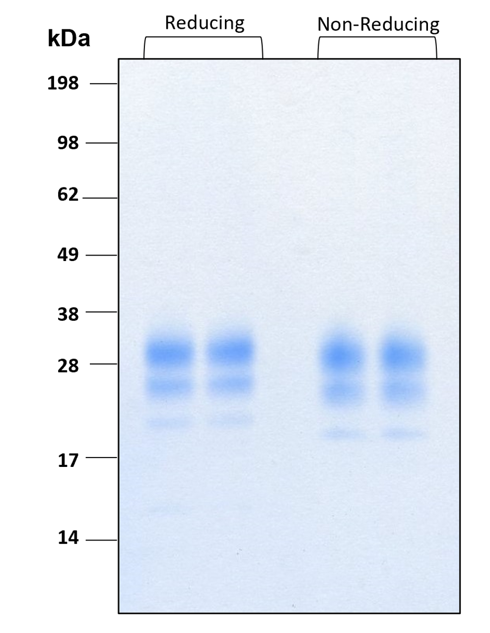 Purity of recombinant human IL-7 was determined by SDS- polyacrylamide gel electrophoresis. The protein was resolved in an SDS- polyacrylamide gel in reducing and non-reducing conditions and stained using Coomassie blue.