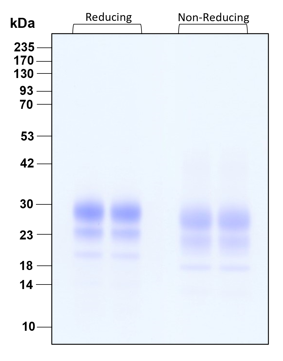 Purity of GMP-grade recombinant human IL-7 was determined by SDS- polyacrylamide gel electrophoresis. The protein was resolved in an SDS- polyacrylamide gel in reducing and non-reducing conditions and stained using Coomassie blue.
