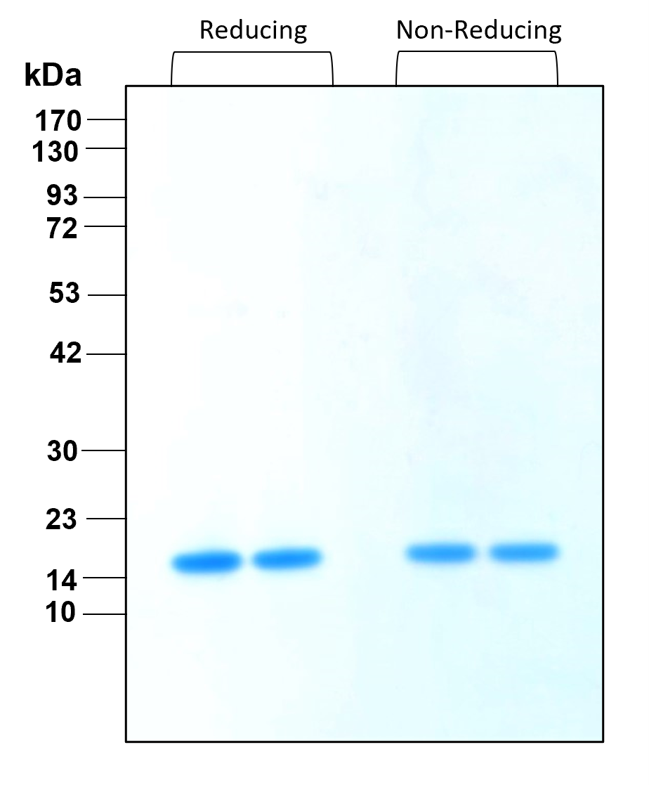 Purity of recombinant human FGFbasic-TS was determined by SDS- polyacrylamide gel electrophoresis. The protein was resolved in an SDS- polyacrylamide gel in reducing and non-reducing conditions and stained using Coomassie blue.