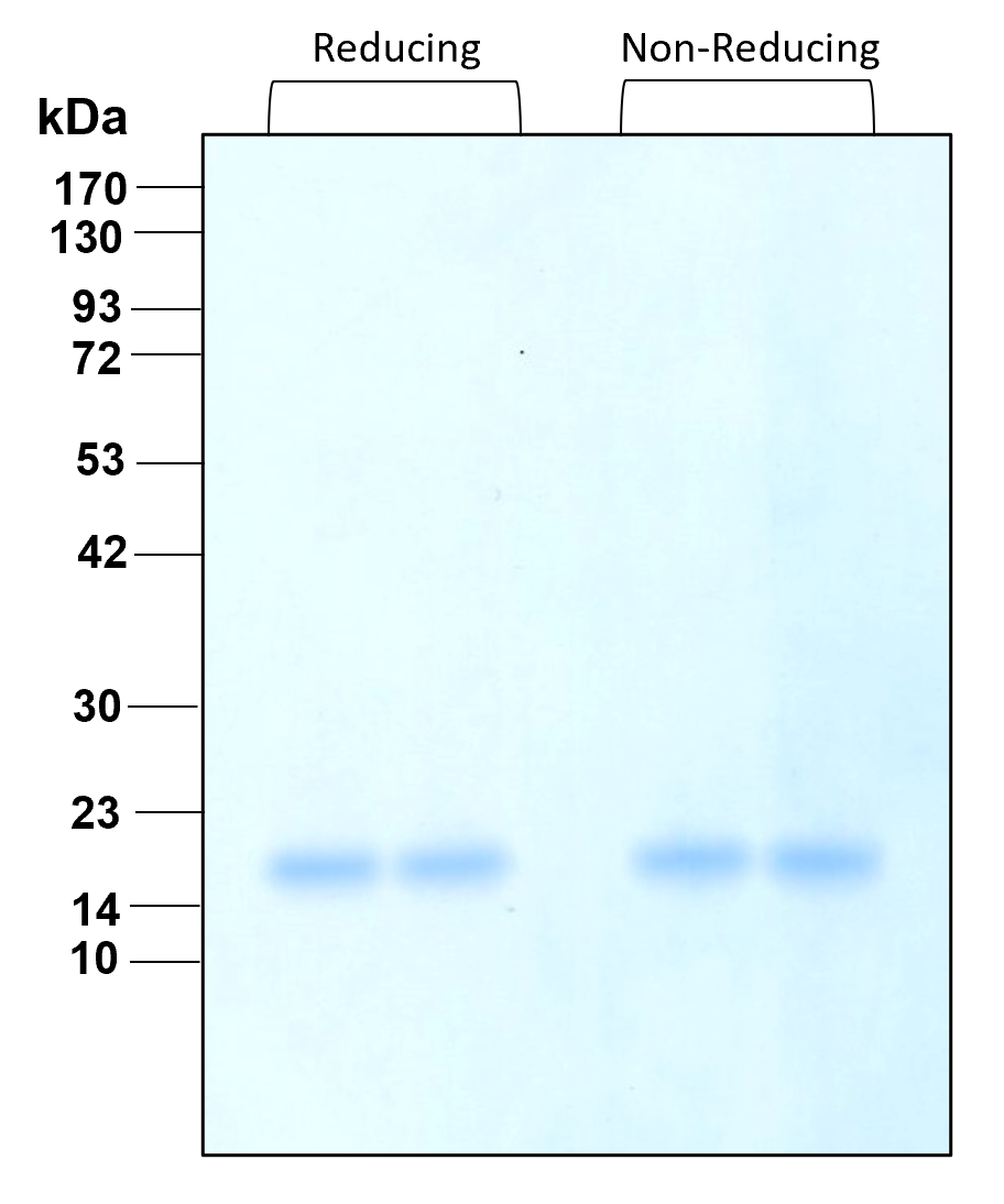 Purity of recombinant human FGFbasic-TS was determined by SDS- polyacrylamide gel electrophoresis. The protein was resolved in an SDS- polyacrylamide gel in reducing and non-reducing conditions and stained using Coomassie blue.