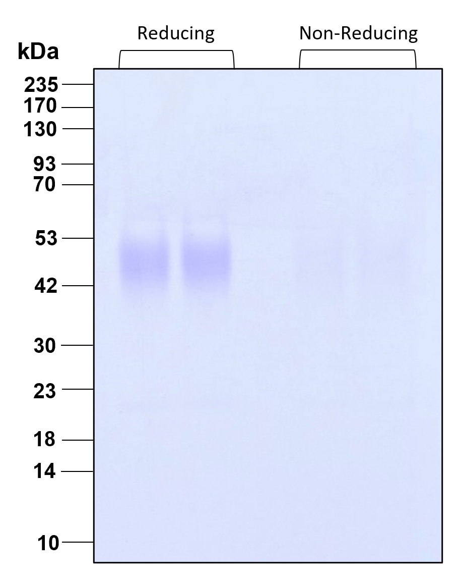 Purity of recombinant human LIF was determined by SDS- polyacrylamide gel electrophoresis. The protein was resolved in an SDS- polyacrylamide gel in reducing and non-reducing conditions and stained using Coomassie blue.