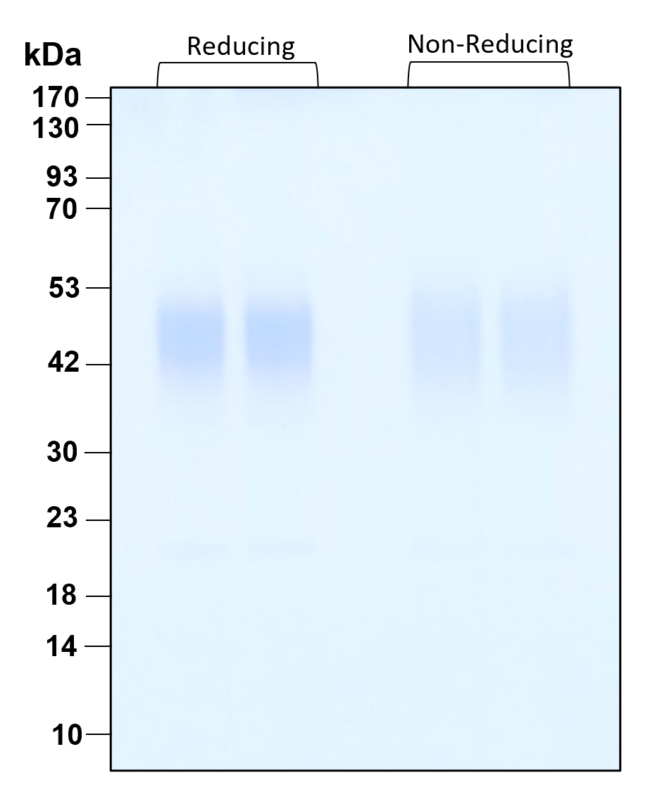 Purity of recombinant human LIF was determined by SDS- polyacrylamide gel electrophoresis. The protein was resolved in an SDS- polyacrylamide gel in reducing and non-reducing conditions and stained using Coomassie blue.
