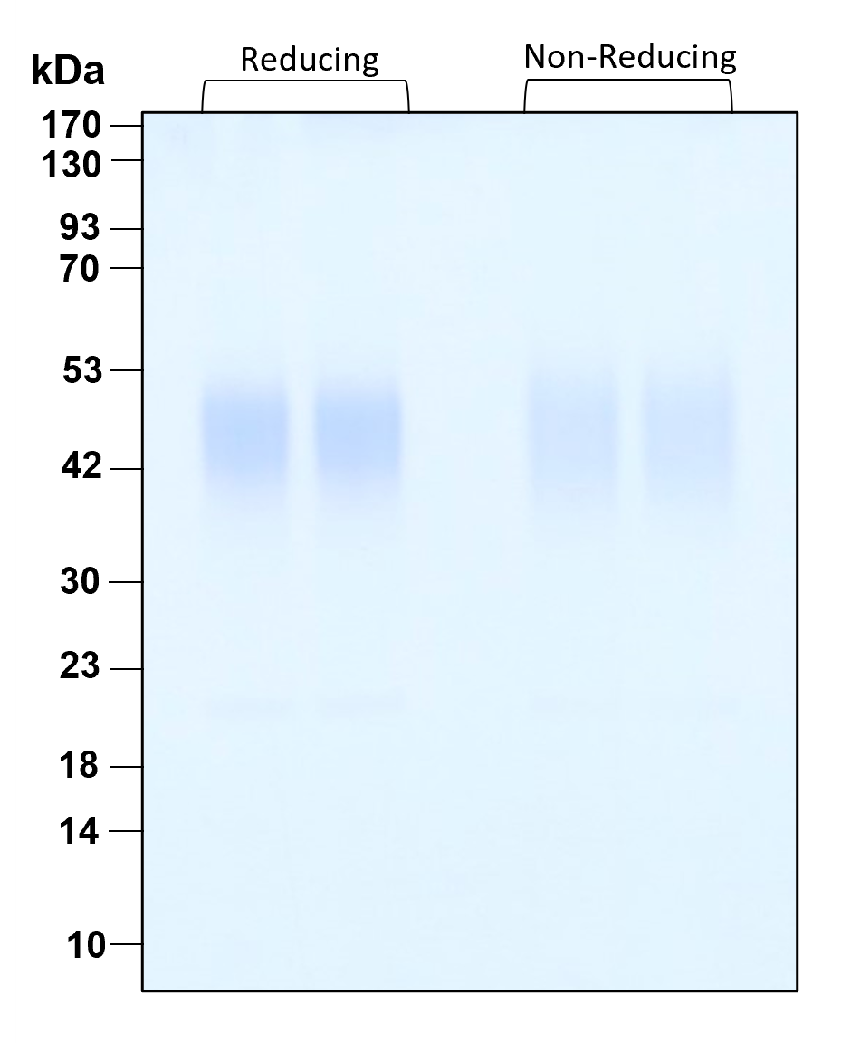 Purity of recombinant human LIF was determined by SDS- polyacrylamide gel electrophoresis. The protein was resolved in an SDS- polyacrylamide gel in reducing and non-reducing conditions and stained using Coomassie blue.
