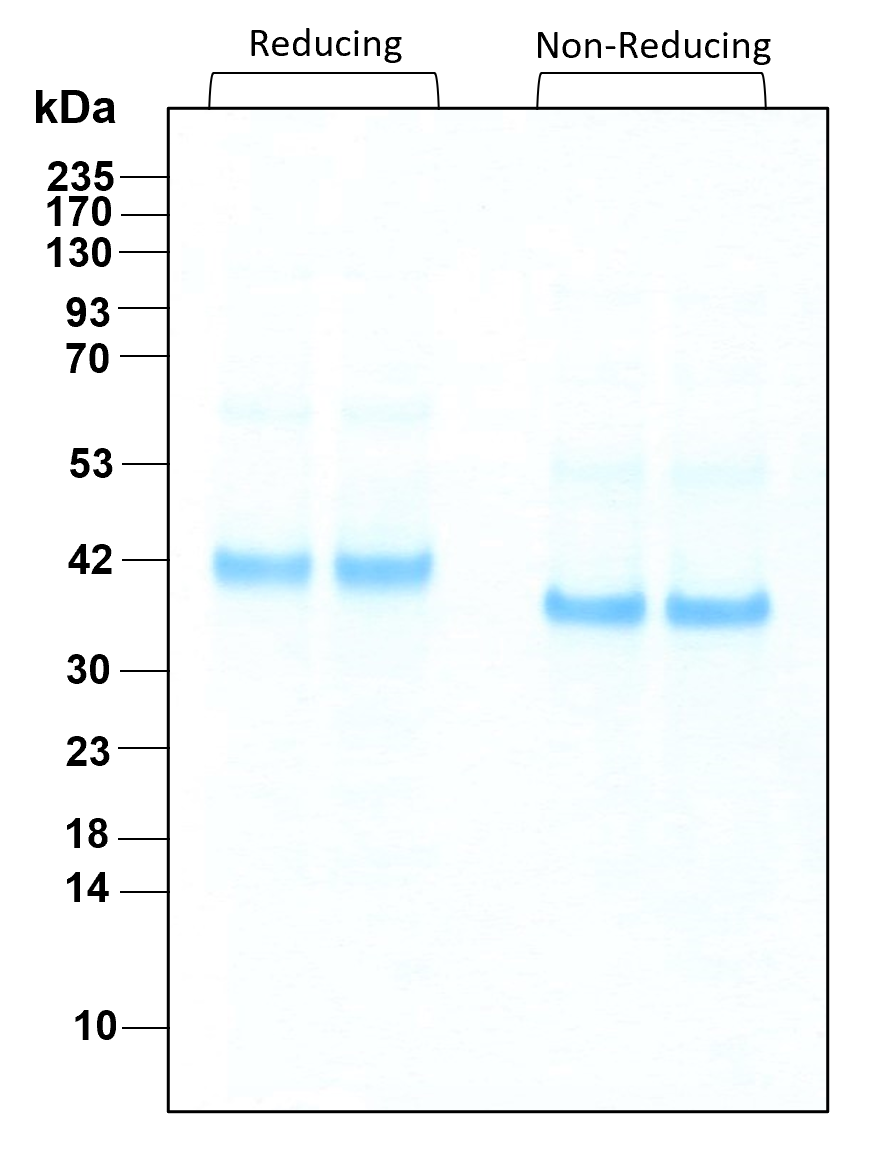 Purity of recombinant human Wnt3A was determined by SDS- polyacrylamide gel electrophoresis. The protein was resolved in an SDS- polyacrylamide gel in reducing and non-reducing conditions and stained using Coomassie blue