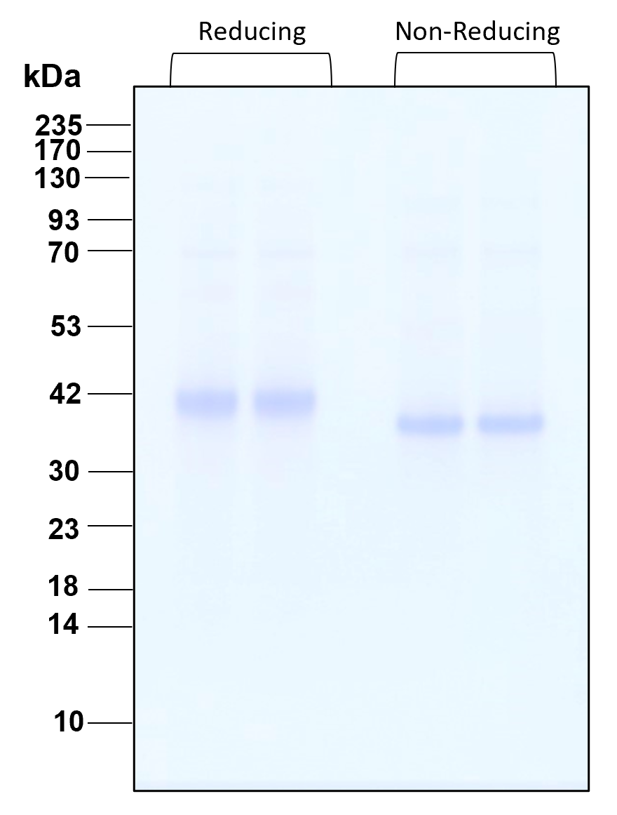 Purity of recombinant human Wnt3A was determined by SDS- polyacrylamide gel electrophoresis. The protein was resolved in an SDS- polyacrylamide gel in reducing and non-reducing conditions and stained using Coomassie blue.
