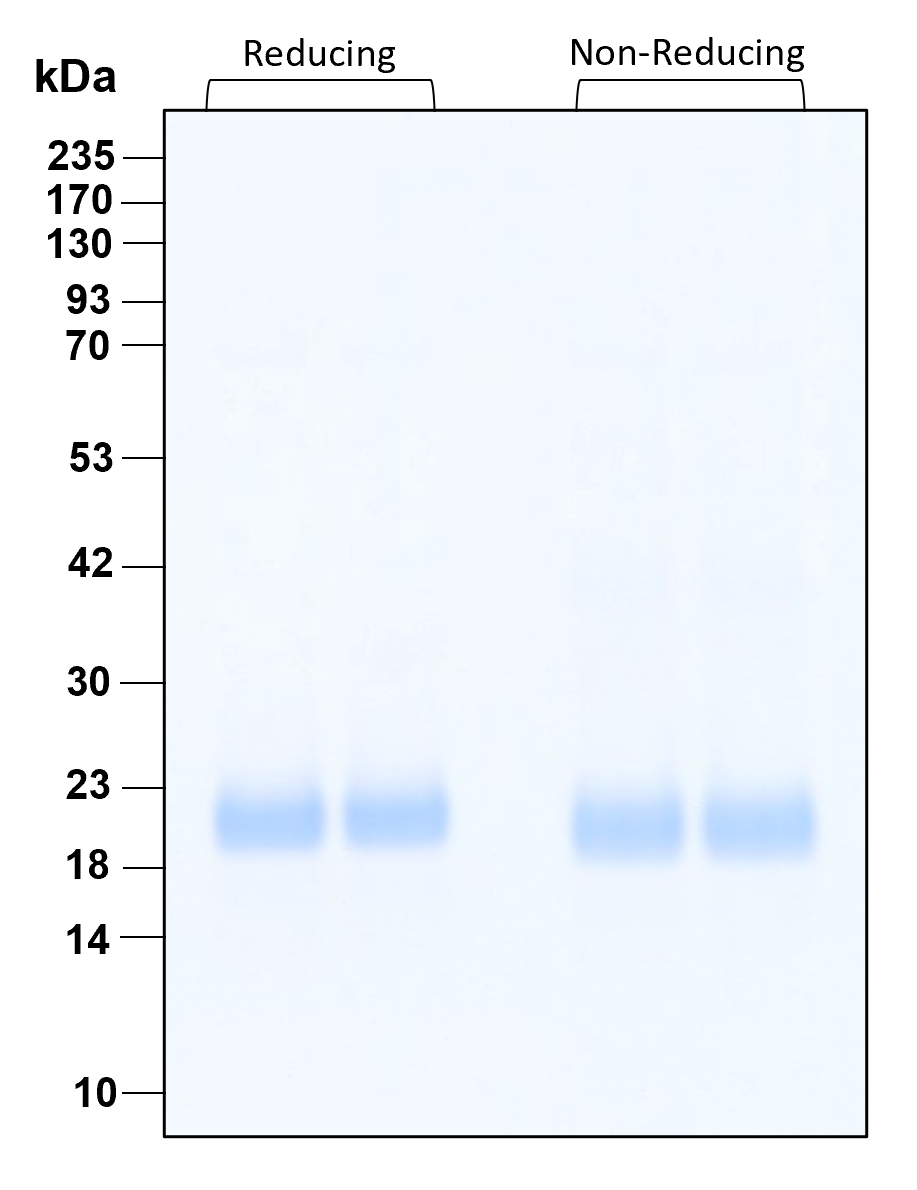 Purity of recombinant human IFN beta was determined by SDS- polyacrylamide gel electrophoresis. The protein was resolved in an SDS- polyacrylamide gel in reducing and non-reducing conditions and stained using Coomassie blue.
