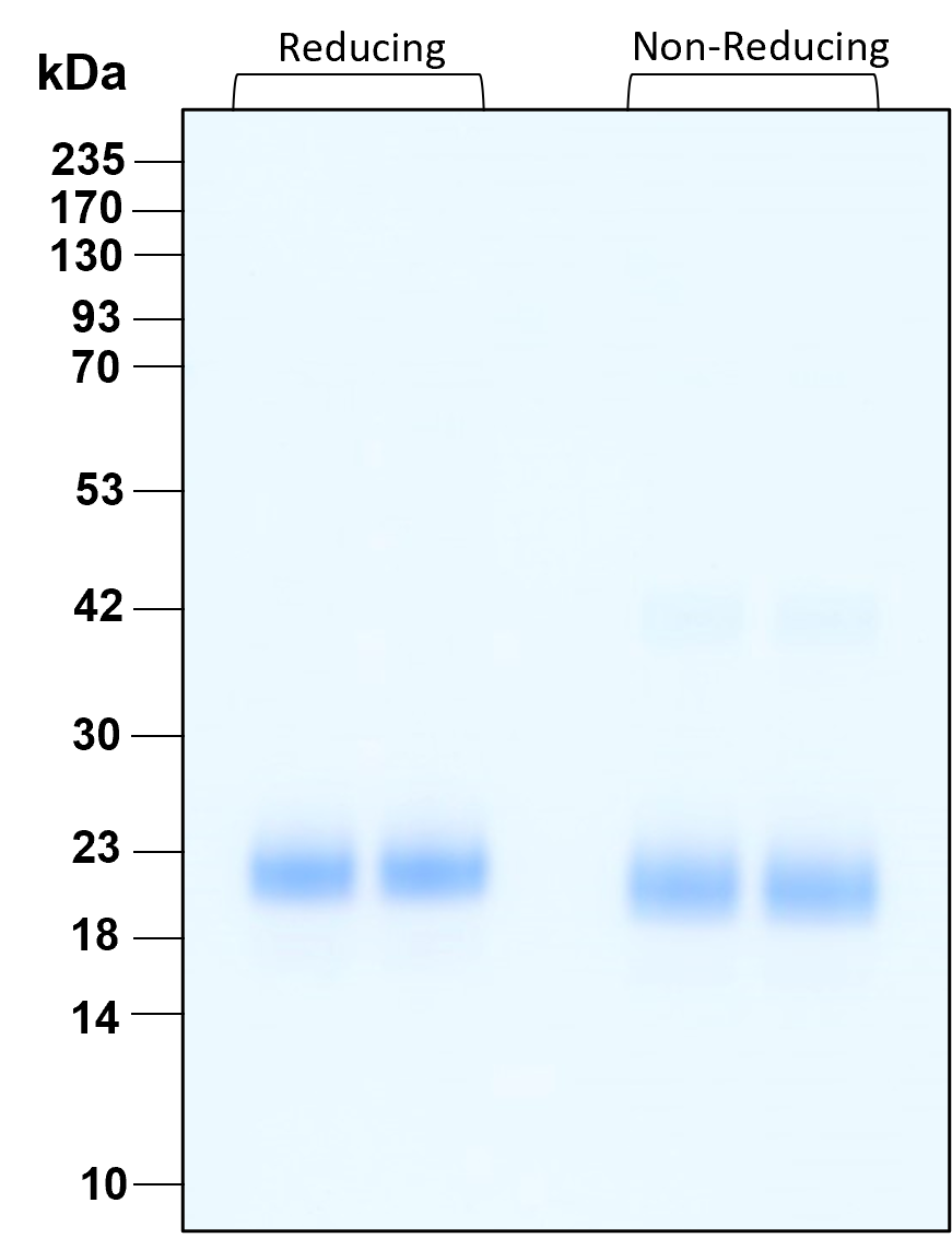 Purity of GMP recombinant human IFN beta was determined by SDS- polyacrylamide gel electrophoresis. The protein was resolved in an SDS- polyacrylamide gel in reducing and non-reducing conditions and stained using Coomassie blue.

