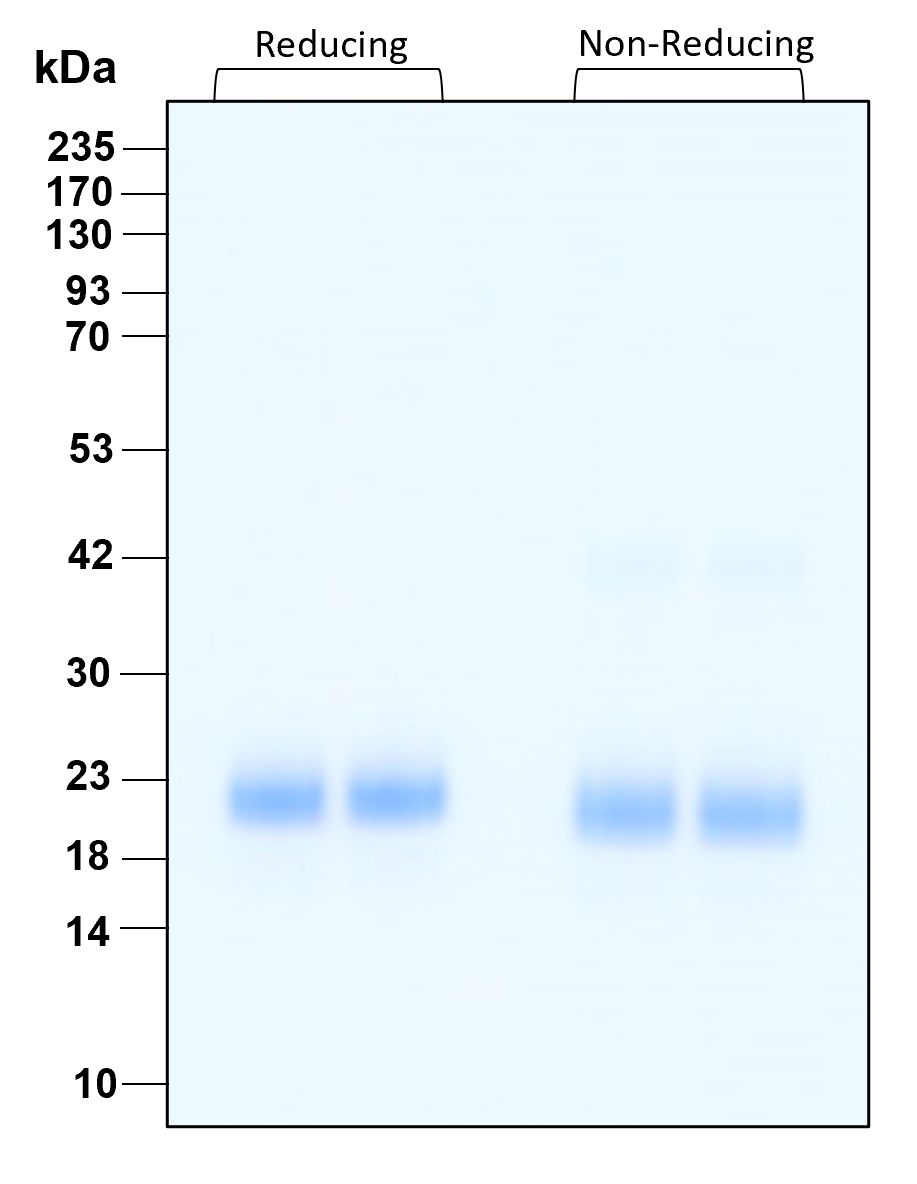 Purity of GMP recombinant human IFN beta was determined by SDS- polyacrylamide gel electrophoresis. The protein was resolved in an SDS- polyacrylamide gel in reducing and non-reducing conditions and stained using Coomassie blue.
