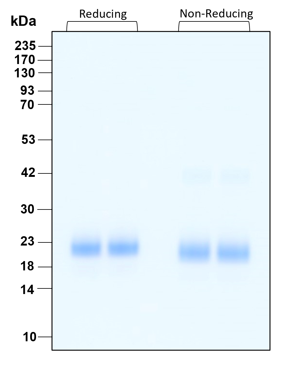 Purity of GMP recombinant human IFN beta was determined by SDS- polyacrylamide gel electrophoresis. The protein was resolved in an SDS- polyacrylamide gel in reducing and non-reducing conditions and stained using Coomassie blue.
