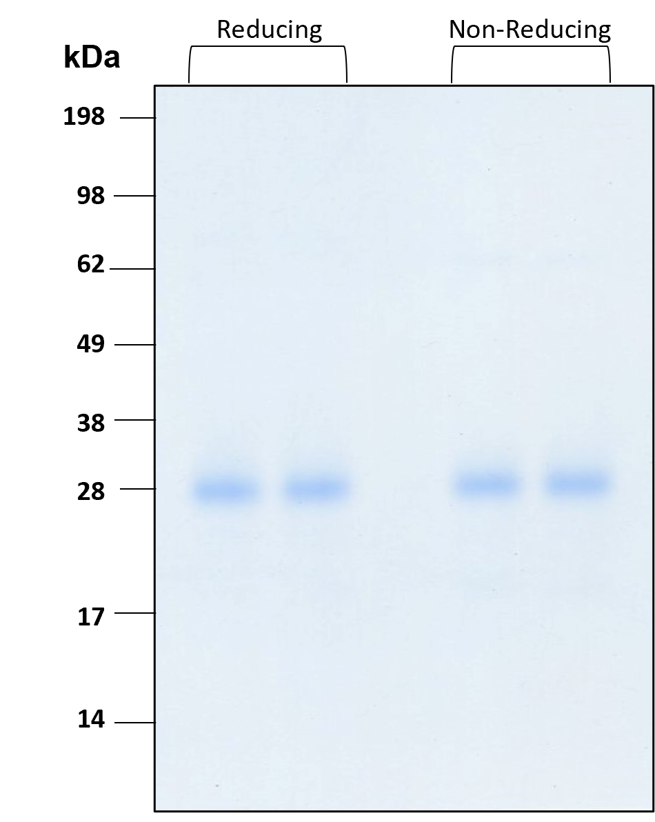 Purity of recombinant human IFN gamma was determined by SDS- polyacrylamide gel electrophoresis. The protein was resolved in an SDS- polyacrylamide gel in reducing and non-reducing conditions and stained using Coomassie blue.