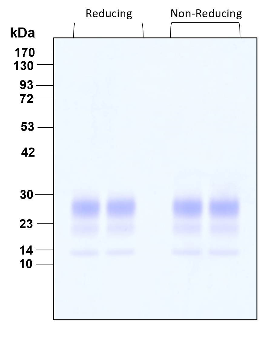 Purity of recombinant human IFN gamma was determined by SDS- polyacrylamide gel electrophoresis. The protein was resolved in an SDS- polyacrylamide gel in reducing and non-reducing conditions and stained using Coomassie blue.