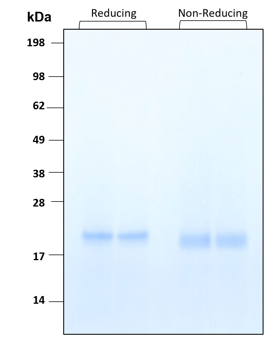 Purity of recombinant human SHH was determined by SDS- polyacrylamide gel electrophoresis. The protein was resolved in an SDS- polyacrylamide gel in reducing and non-reducing conditions and stained using Coomassie blue.