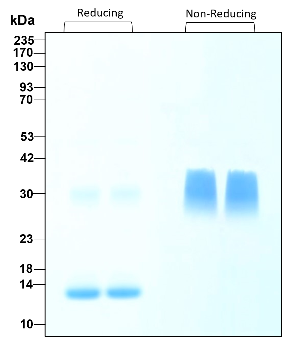 Purity of recombinant human PDGFbb was determined by SDS- polyacrylamide gel electrophoresis. The protein was resolved in an SDS- polyacrylamide gel in reducing and non-reducing conditions and stained using Coomassie blue.