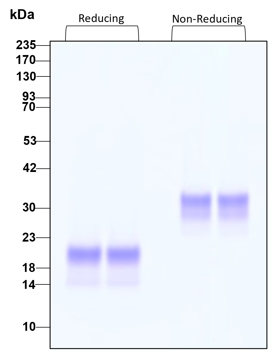 Purity of recombinant human GDNF was determined by SDS- polyacrylamide gel electrophoresis. The protein was resolved in an SDS- polyacrylamide gel in reducing and non-reducing conditions and stained using Coomassie blue.