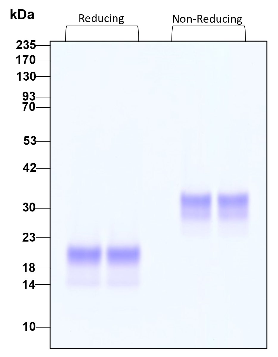 Purity of recombinant human GDNF was determined by SDS- polyacrylamide gel electrophoresis. The protein was resolved in an SDS- polyacrylamide gel in reducing and non-reducing conditions and stained using Coomassie blue.

